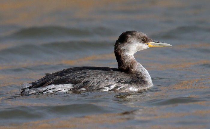 Red-necked Grebe