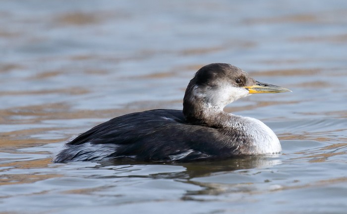 Red-necked Grebe