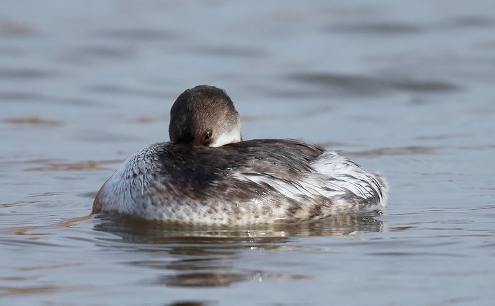 Red-necked Grebe