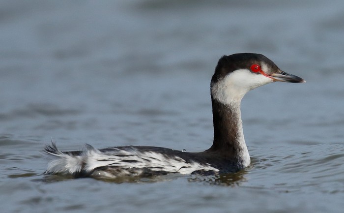 Slavonian Grebe