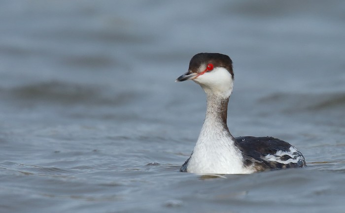 Slavonian Grebe