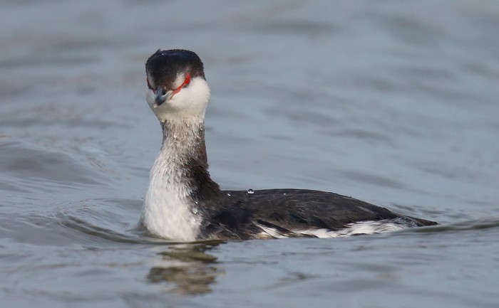 Slavonian Grebe