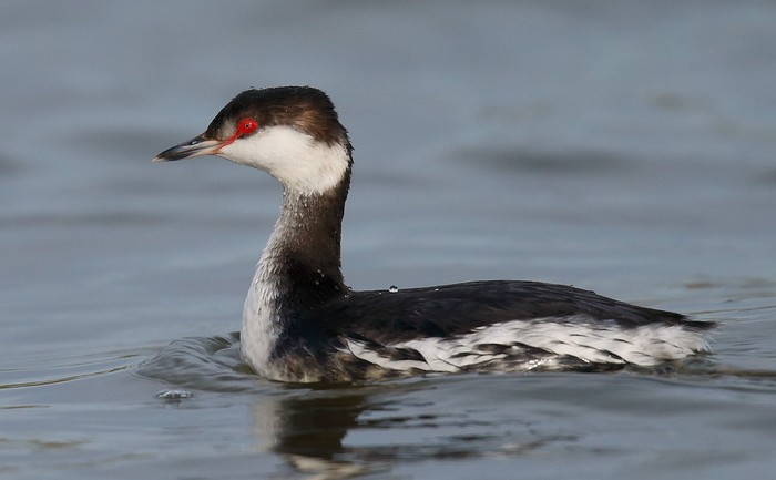 Slavonian Grebe