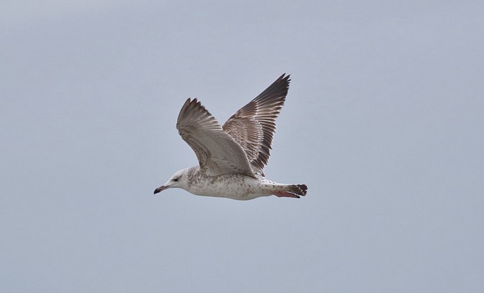 Caspian Gull