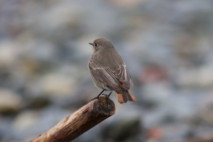Black Redstart