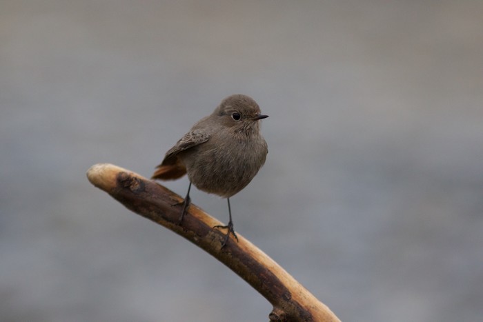 Black Redstart