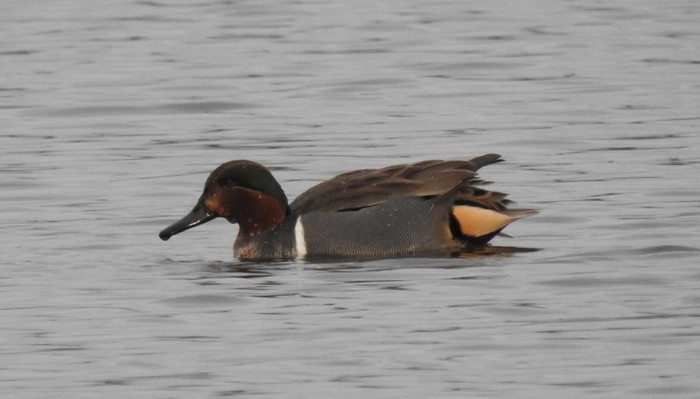 Green-winged Teal