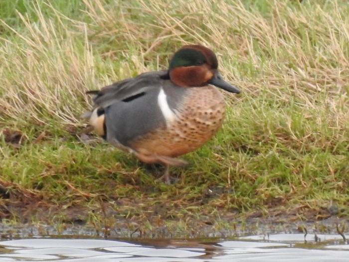 Green-winged Teal