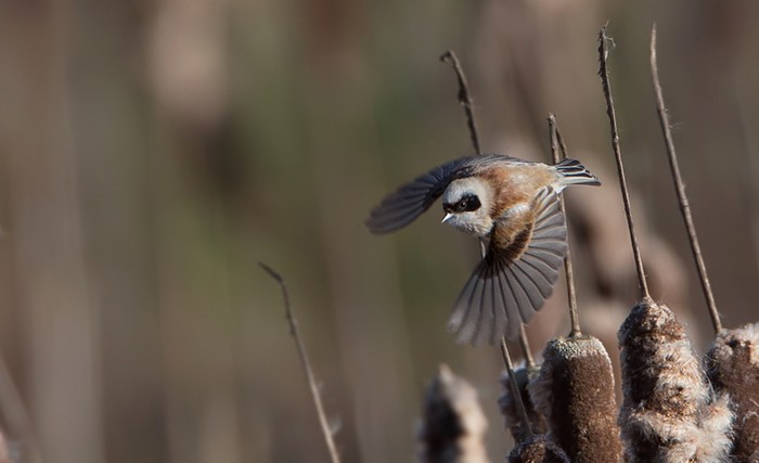 Penduline Tit