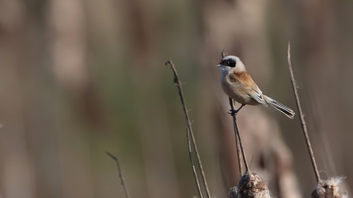Penduline Tit