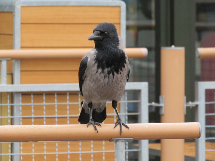 Hooded Crow