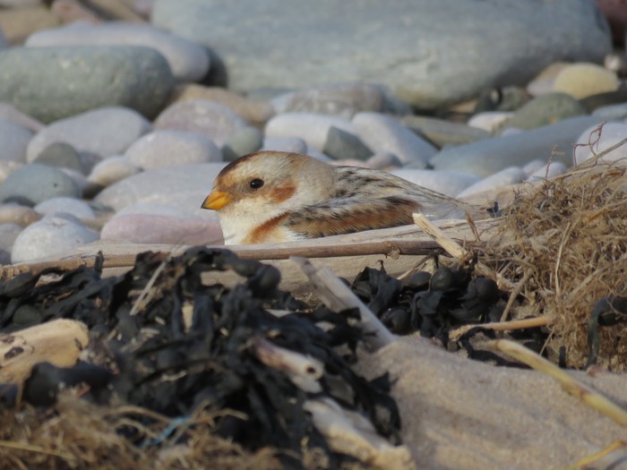 Snow Bunting