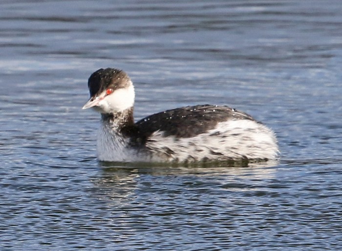 Slavonian Grebe