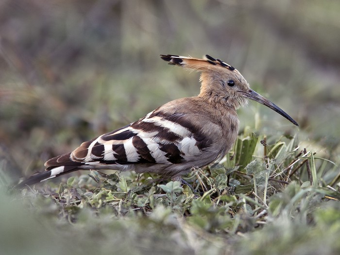 Hoopoe