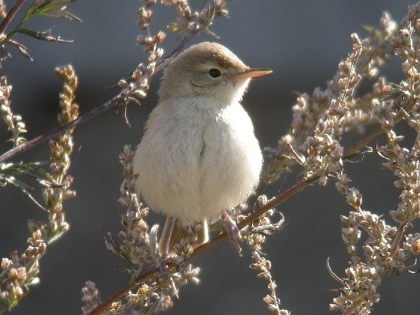 Booted Warbler