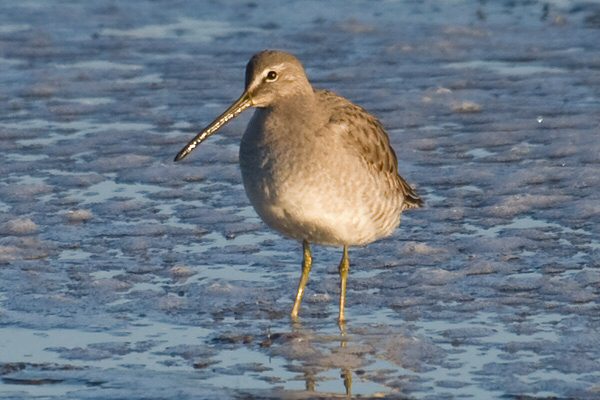 Long-billed Dowitcher