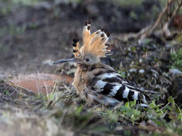 Hoopoe