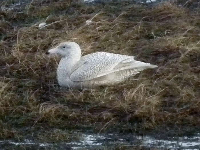 Glaucous Gull
