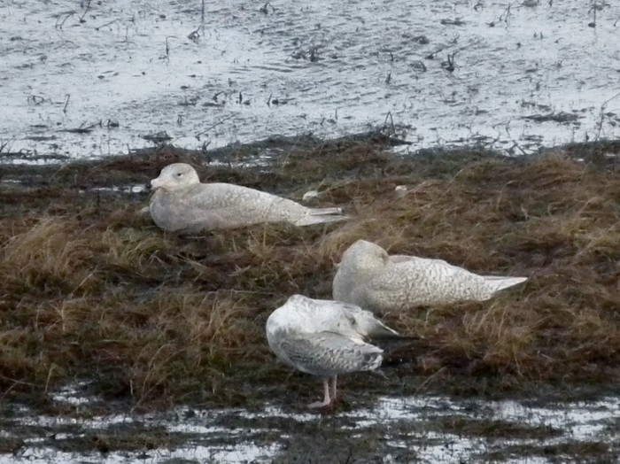 Glaucous Gull