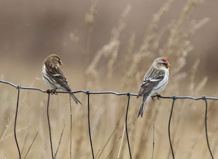 Coues's Arctic Redpoll