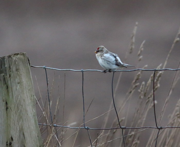 Coues's Arctic Redpoll