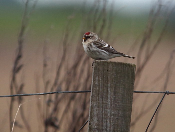 Coues's Arctic Redpoll