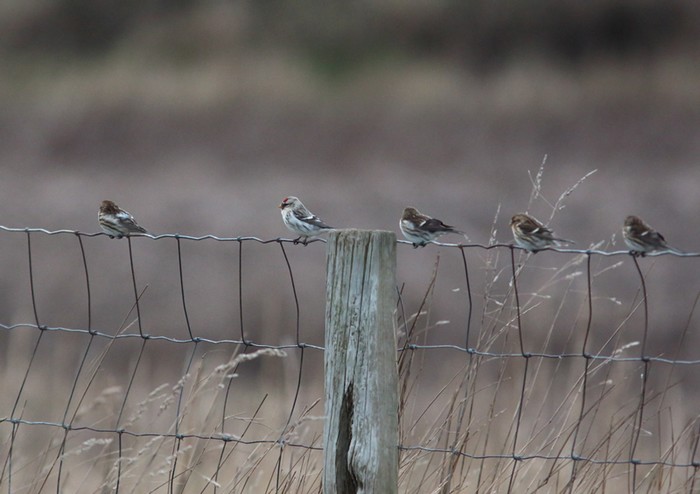 Coues's Arctic Redpoll