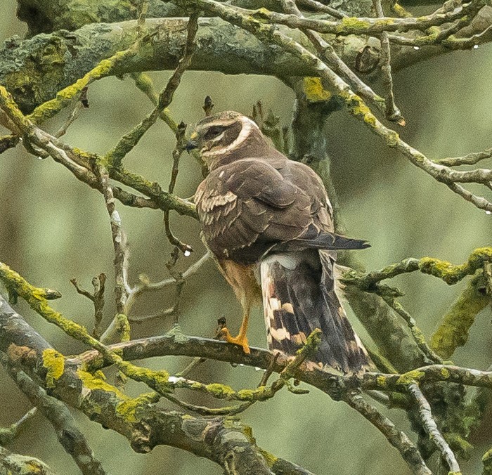 Pallid Harrier