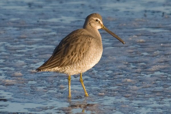 Long-billed Dowitcher