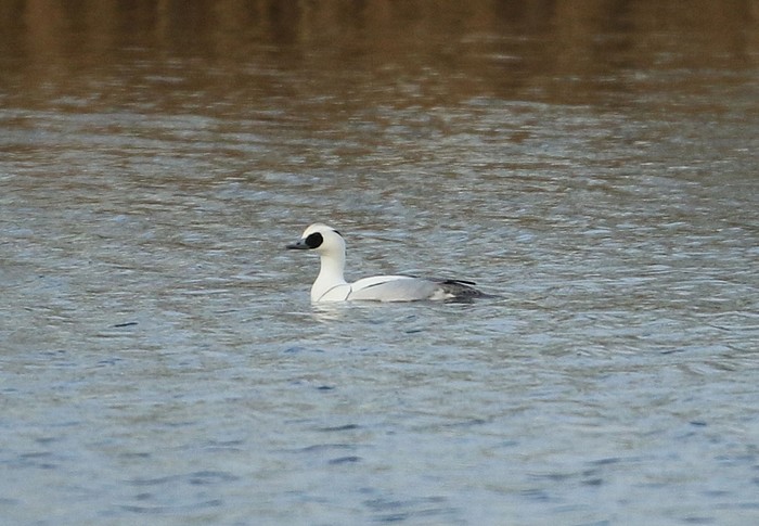 Smew