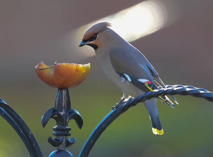 Waxwing