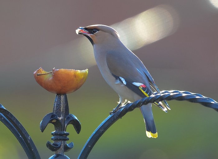 Waxwing