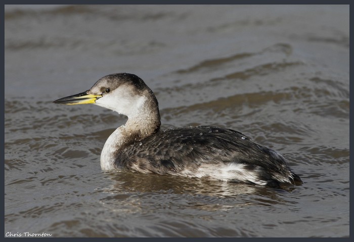 Red-necked Grebe