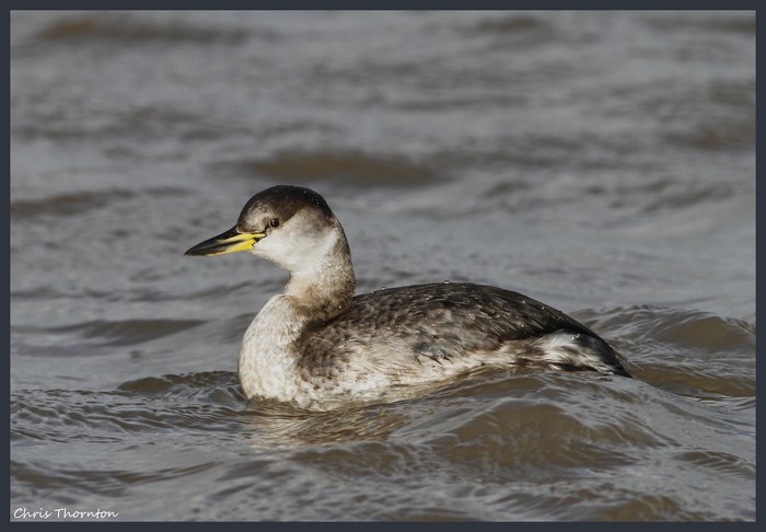 Red-necked Grebe