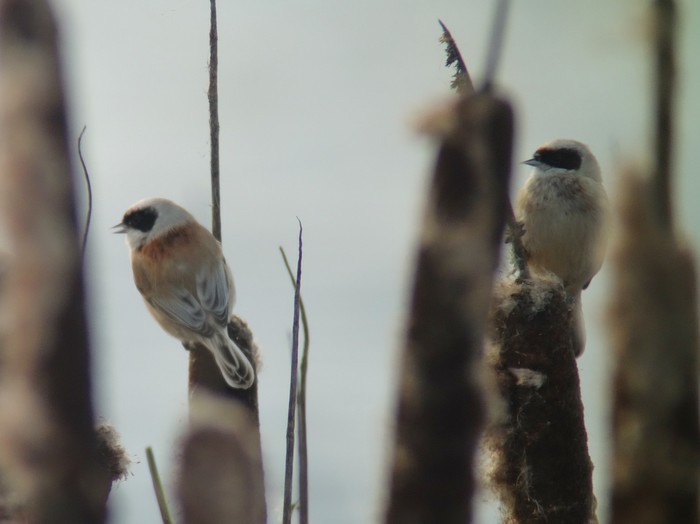 Penduline Tit