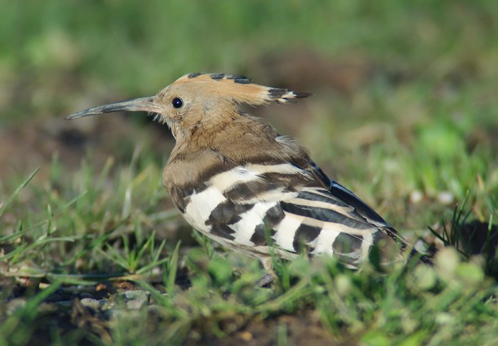 Hoopoe