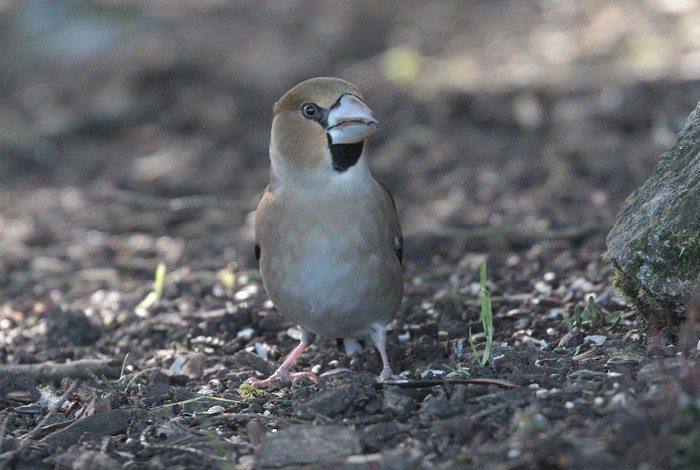 Hawfinch