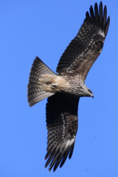 Black Kite