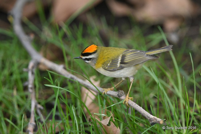 Firecrest