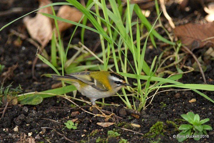Firecrest