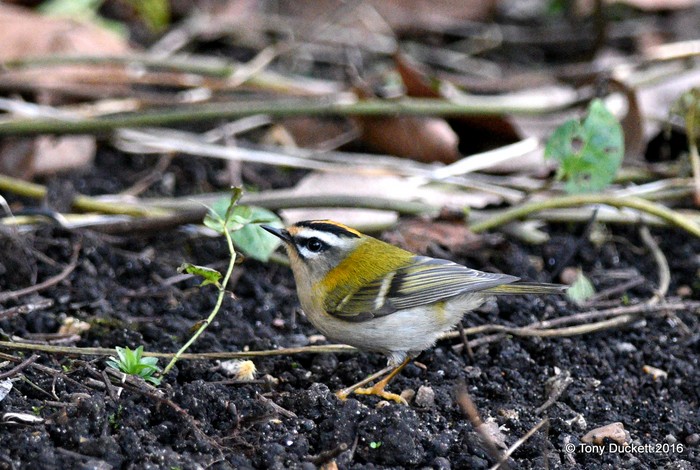 Firecrest