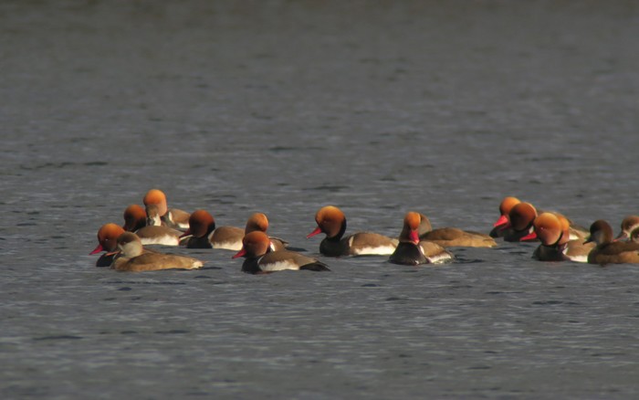 Red-crested Pochard