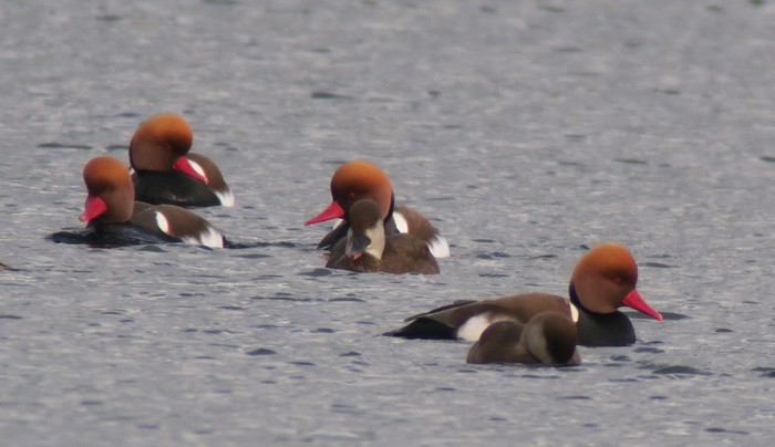 Red-crested Pochard