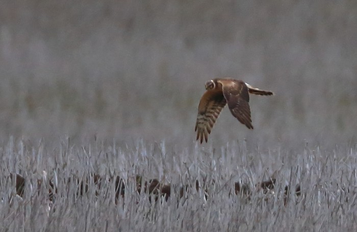 Pallid Harrier