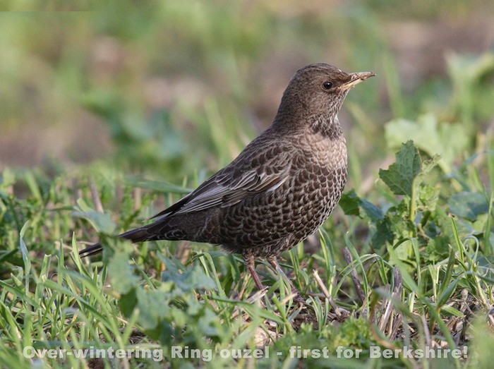 Ring Ouzel