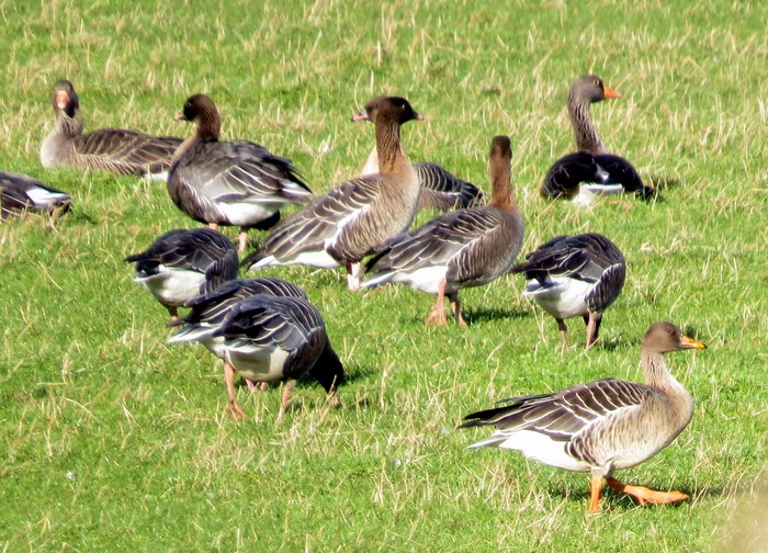 Taiga Bean Goose