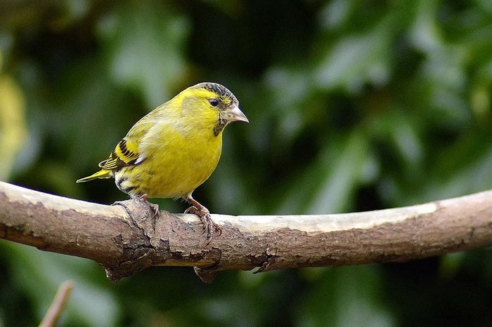 Siskin