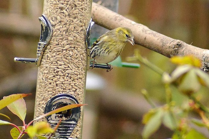 Siskin