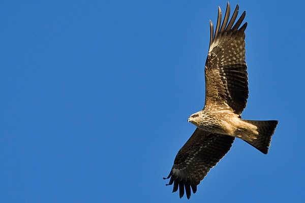 Black Kite