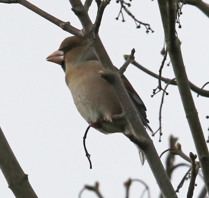 Hawfinch
